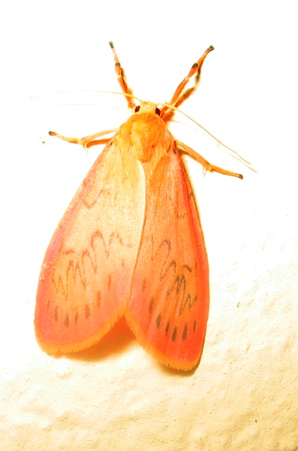 Miltochrista miniata